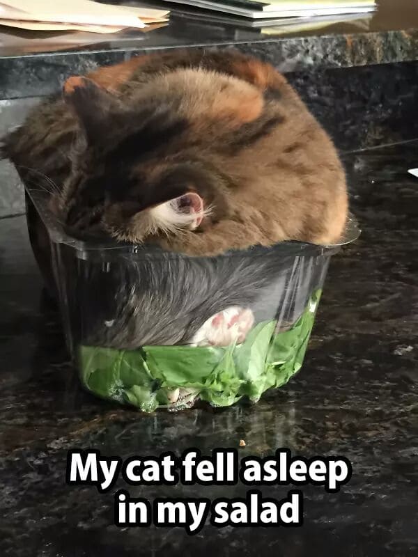 gato durmiendo en una ensalada