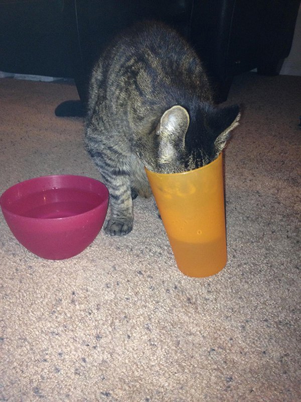 gato bebiendo de un vaso en lugar de un tazón