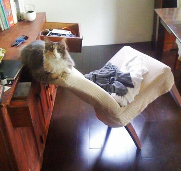 gato apoyado en una silla