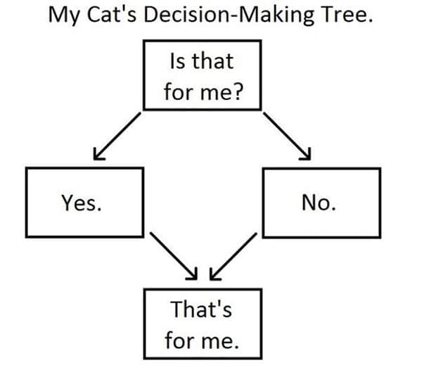 árbol de decisión de gato