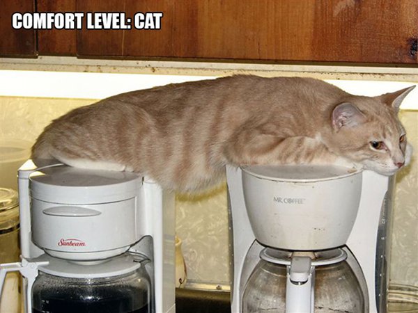 gato acostado en dos cafeteras