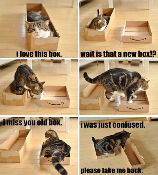un gato ama las cajas
