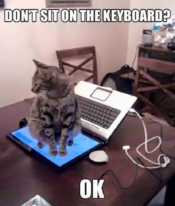 pantalla-lógica-gato-sentado-en-laptop