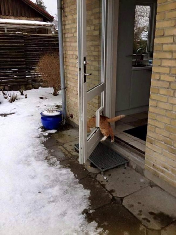gato-logico-gato-puerta-solapa-abierta