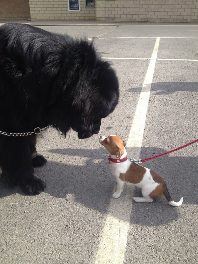 Terranova conoce a un perro pequeño