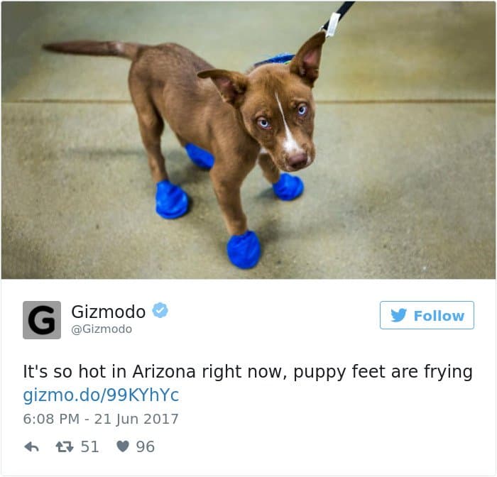 Imágenes de alta temperatura de Arizona Cosas que se derriten pies de cachorro