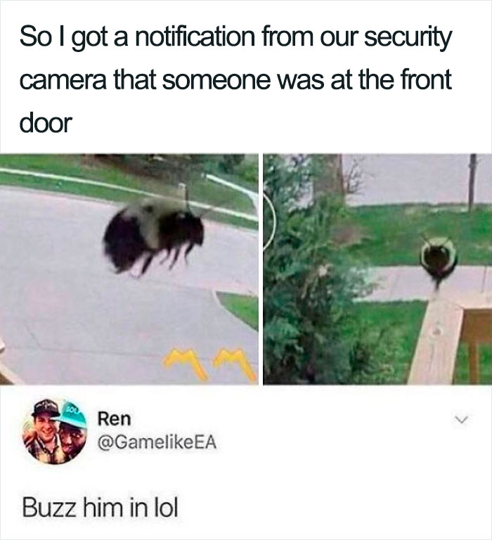 Bee Puns Hilarante