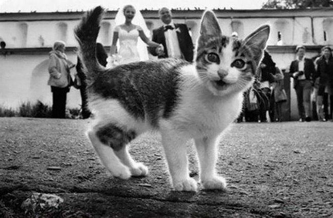 photobombs gracioso gato pareja casada