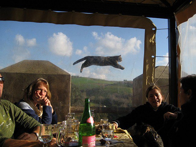 foto divertida fotobombas gato foto grupo
