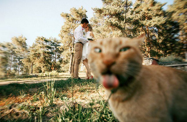 gracioso gato photobombs lengua de gato pareja