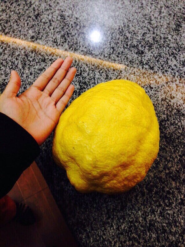 imagenes interesantes de un limon enorme