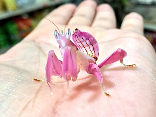 Imágenes intrigantes orquídeas mantis