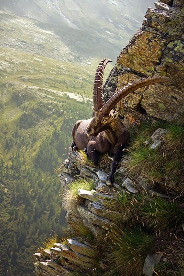Imágenes intrigantes Cabra montés de montaña sentada en un acantilado