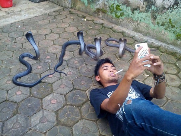 interesantes imágenes de selfies con cobras