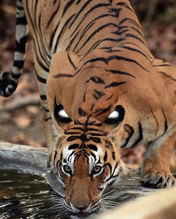 imprime interesantes imágenes de tigres con cara de león