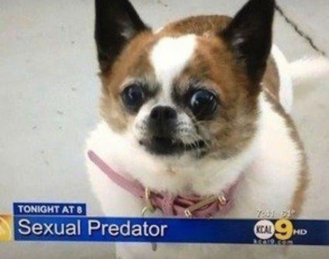 subtítulos perro-depredador-sexual-noticias-más-divertidas