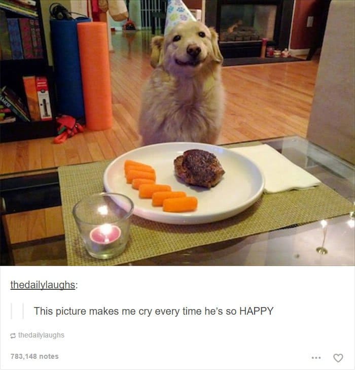 perro-sonriente-con-comida