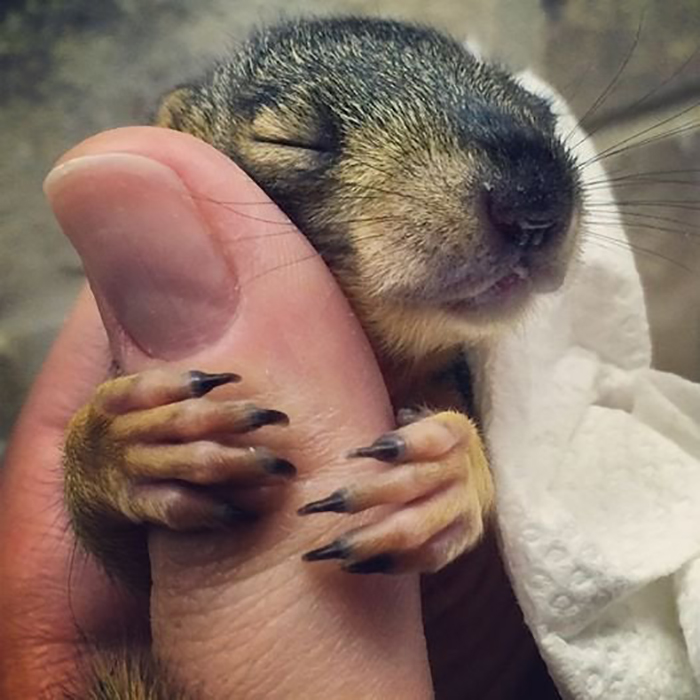 roedor bebé por abrazo de dedo humano