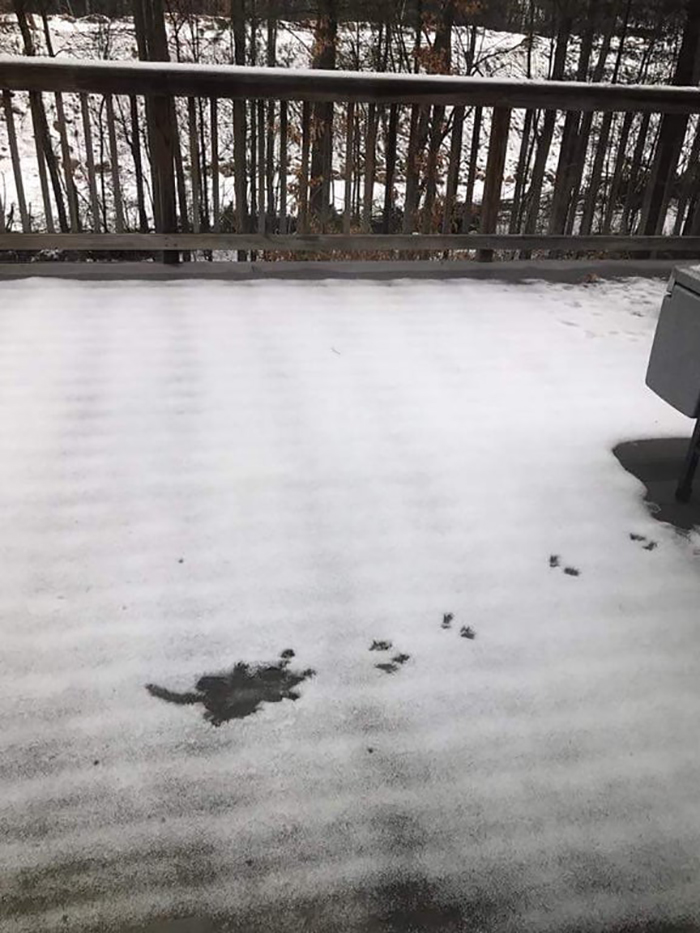 impresión corporal de roedor en la nieve