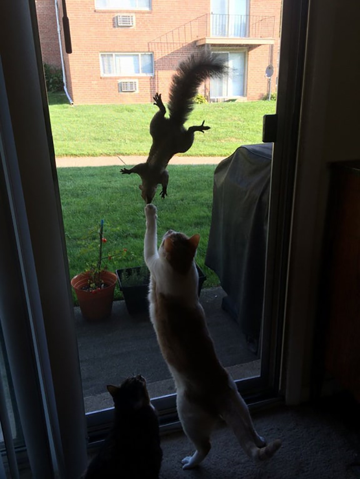 gato alcanzando roedor a través de la ventana
