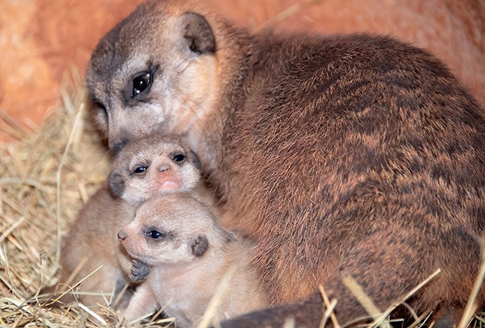suricatas bebé con su mamá