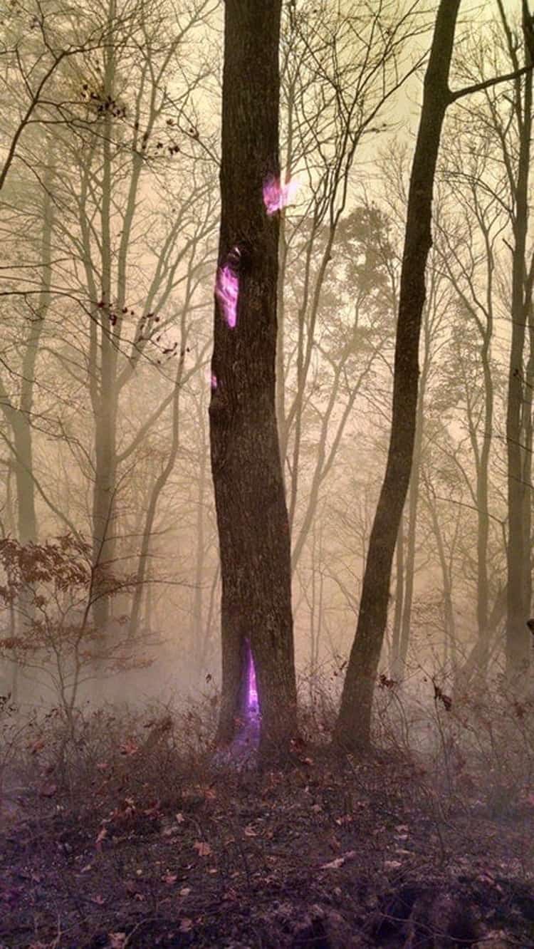 Imágenes de fuego púrpura dentro de un árbol psicodélico