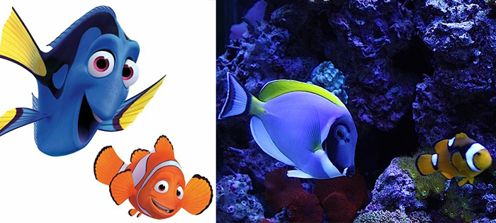 animales recrean personajes de Disney marlin y dory