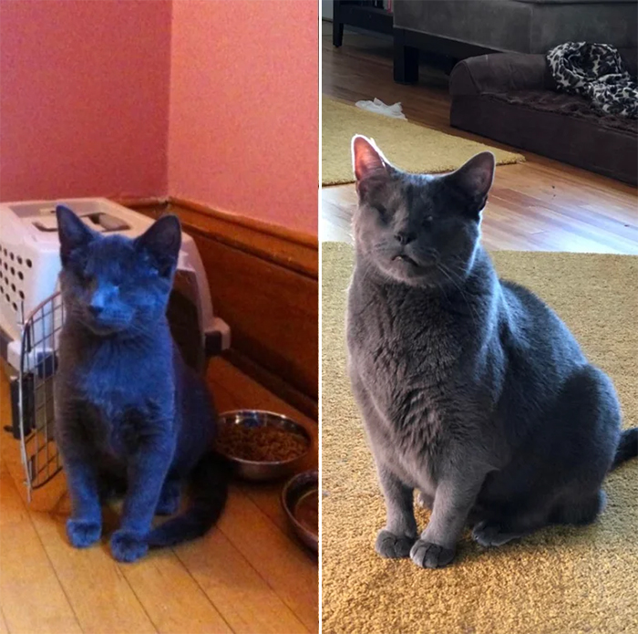 gato ciego antes y después de la adopción