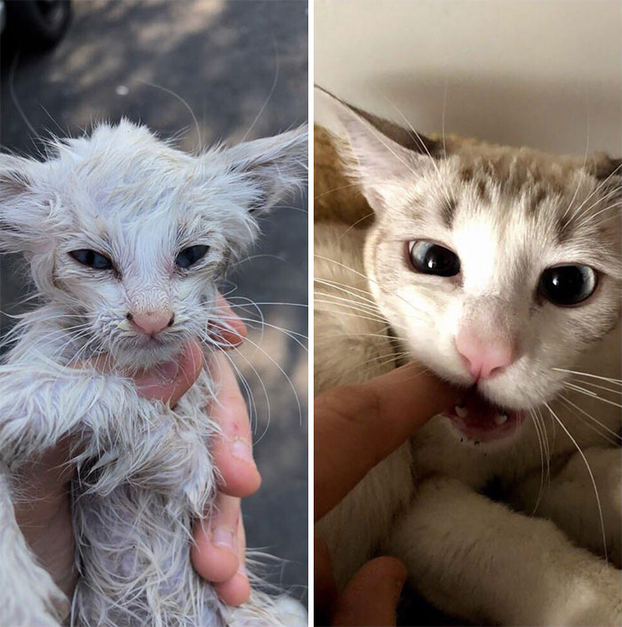 adopción transformación rescate gatitos