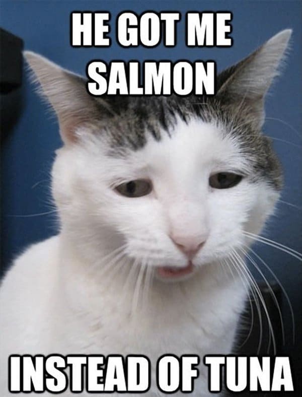 Cat Problems me consiguió un salmón