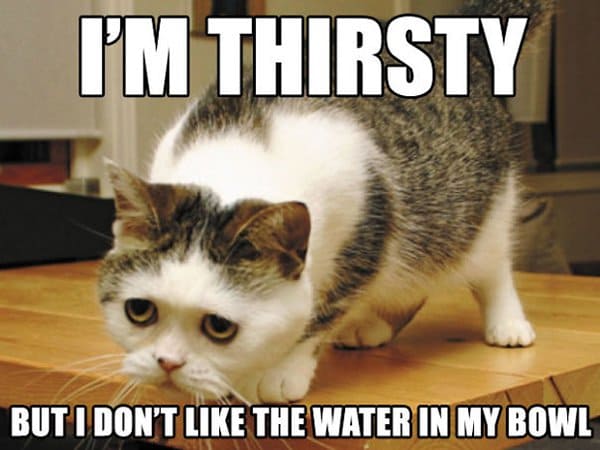 Problemas con los gatos Tengo sed, pero no me gusta el agua de mi cuenco