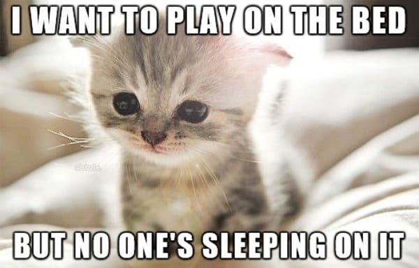 Problemas de gatos quiero jugar en la cama