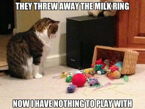 Problemas con los gatos tiraron el anillo de leche