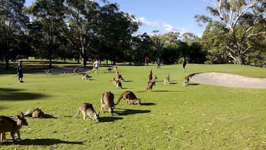 australia-out-to-get-you-roo