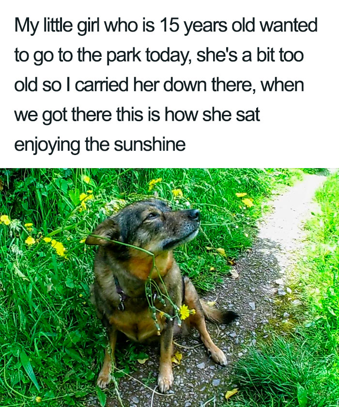 Un perro viejo y saludable posa en el parque.