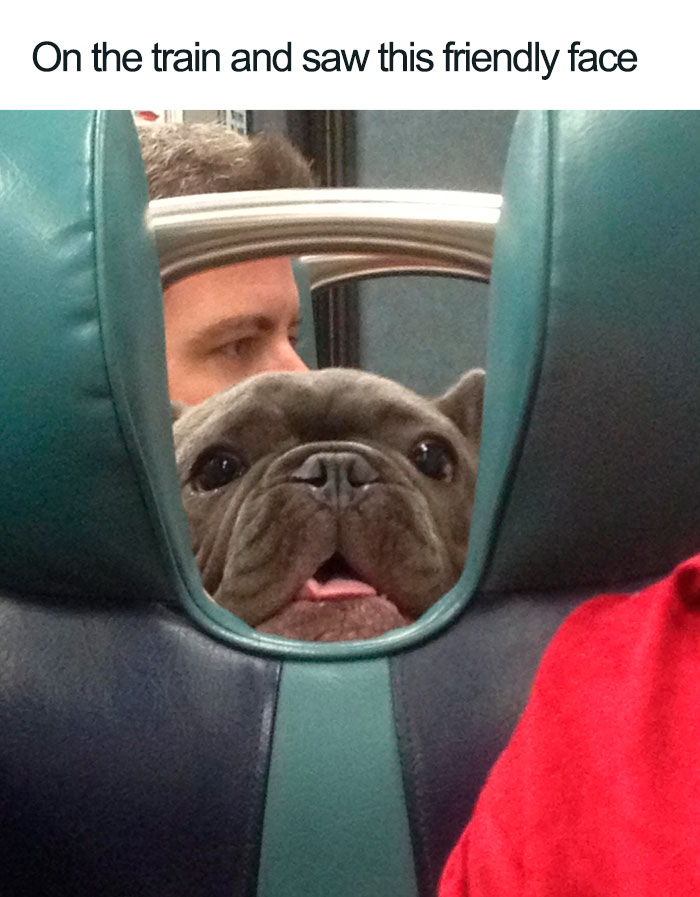 se admiten perros en el tren