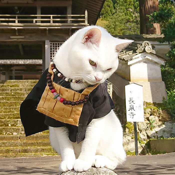 Shrine nyan cat nyan ji en monje jefe japonés