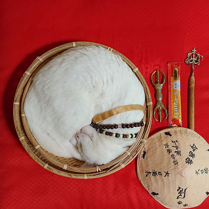 nyan nyan ji cat shrine en japón koyuki curled