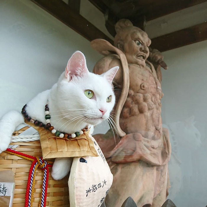 Santuario nyan cat nyan ji en dios japonés koyuki
