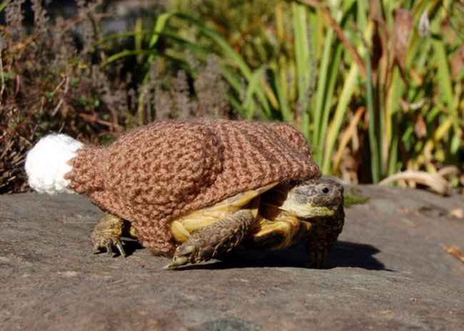 tortuga suéter de pavo cocido