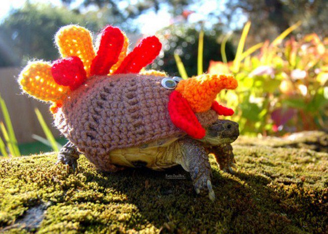 tortuga suéter de pavo