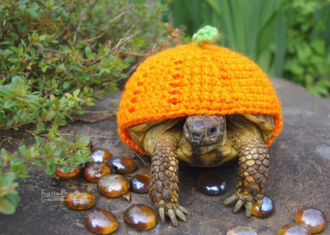 suéter tortuga calabaza