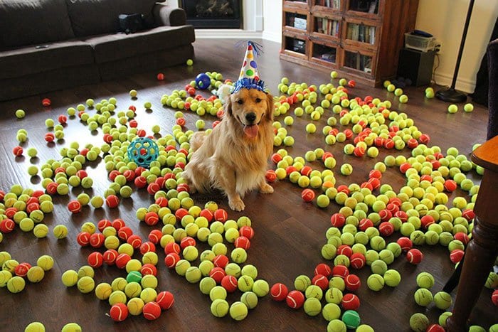 pelotas de tenis para perros