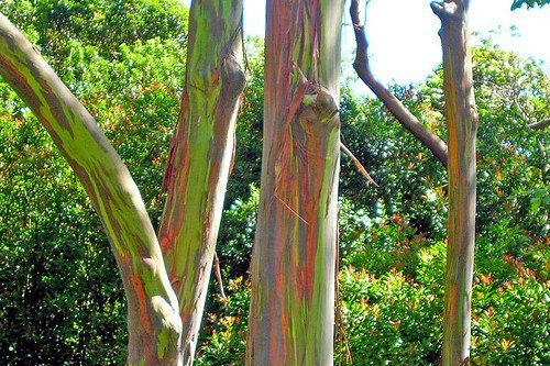 maravillosa-naturaleza-hawaii-arcoiris-eucalipto