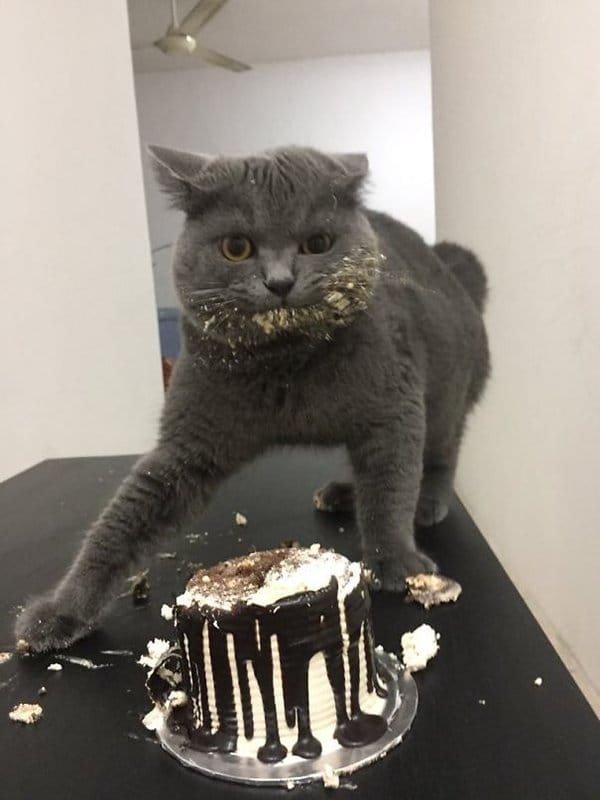 Mascotas atrapadas Red Cat Hand comiendo pastel
