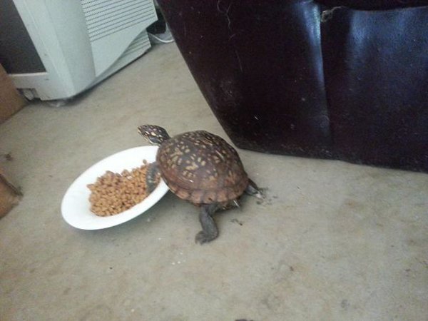 Mascotas de la tortuga de mano roja atrapadas robando comida para gatos