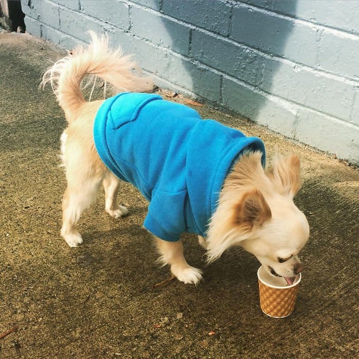 camisa azul perro bebiendo