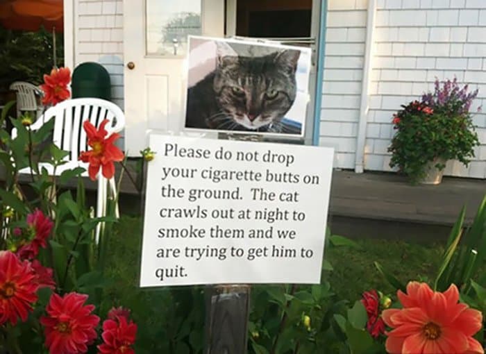 notas gato-fuma-tus-cigarrillos-colillas-hilarante-vecino-notas