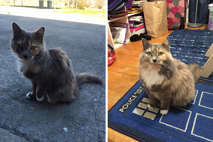 Kitty se pierde antes y después de la adopción