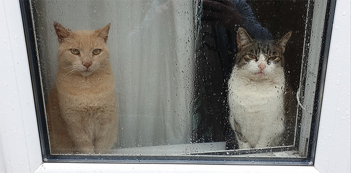 mi casa no es la ventana de mis gatos